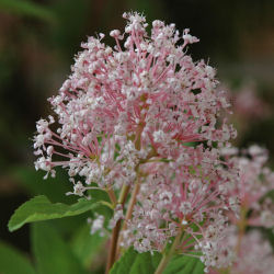 Ceanothus x pallidus